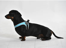 Load image into Gallery viewer, Tre Ponti Easy Fit Light Blue Harness with Adjustable Girth
