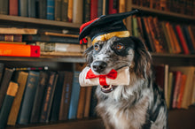 Load image into Gallery viewer, P.L.A.Y Back To School K9 Scholar Hat &amp; Diploma Plush Dog Toy
