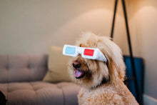 Load image into Gallery viewer, P.L.A.Y Hollywoof D3 Glasses Dog Toy
